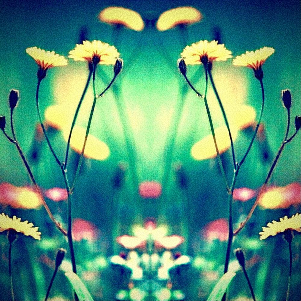 Astralien - Wild Flowers - Album Art